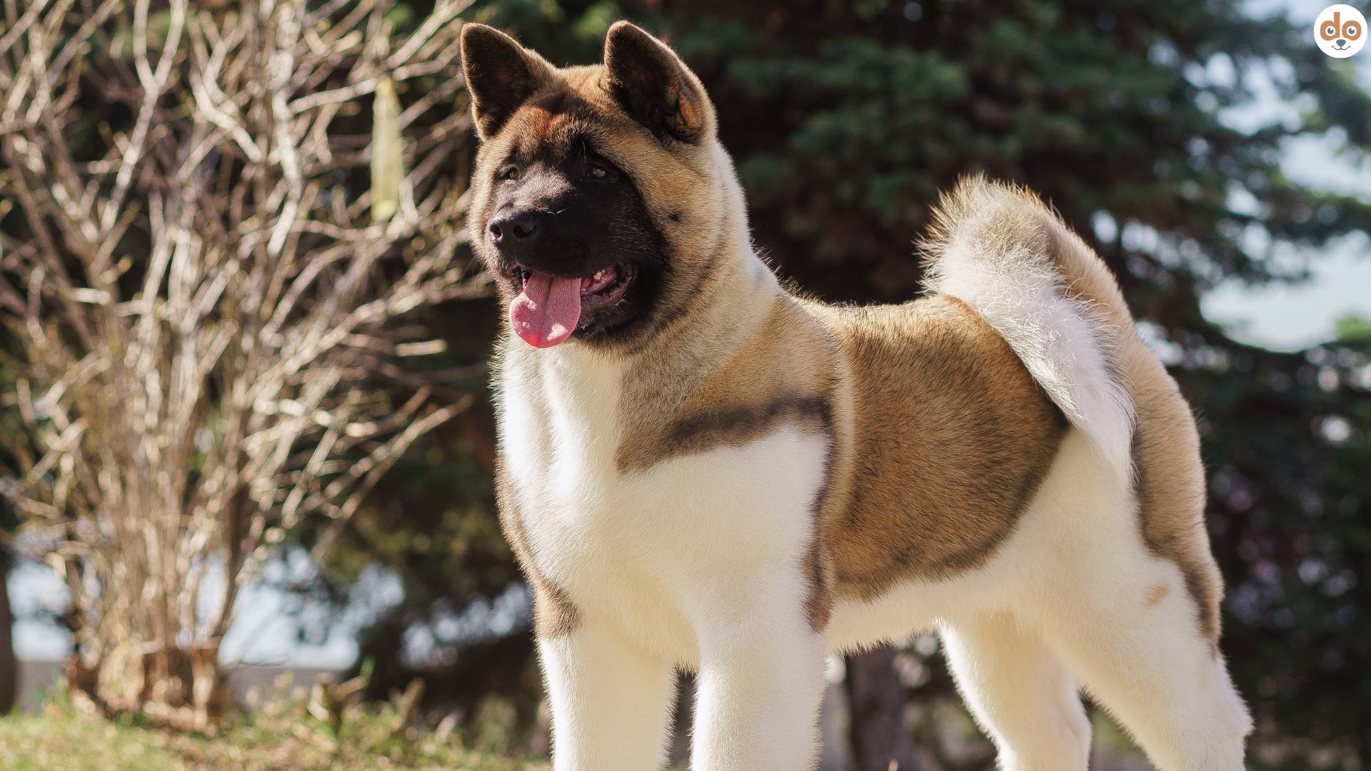 American Akita steht aufmerksam