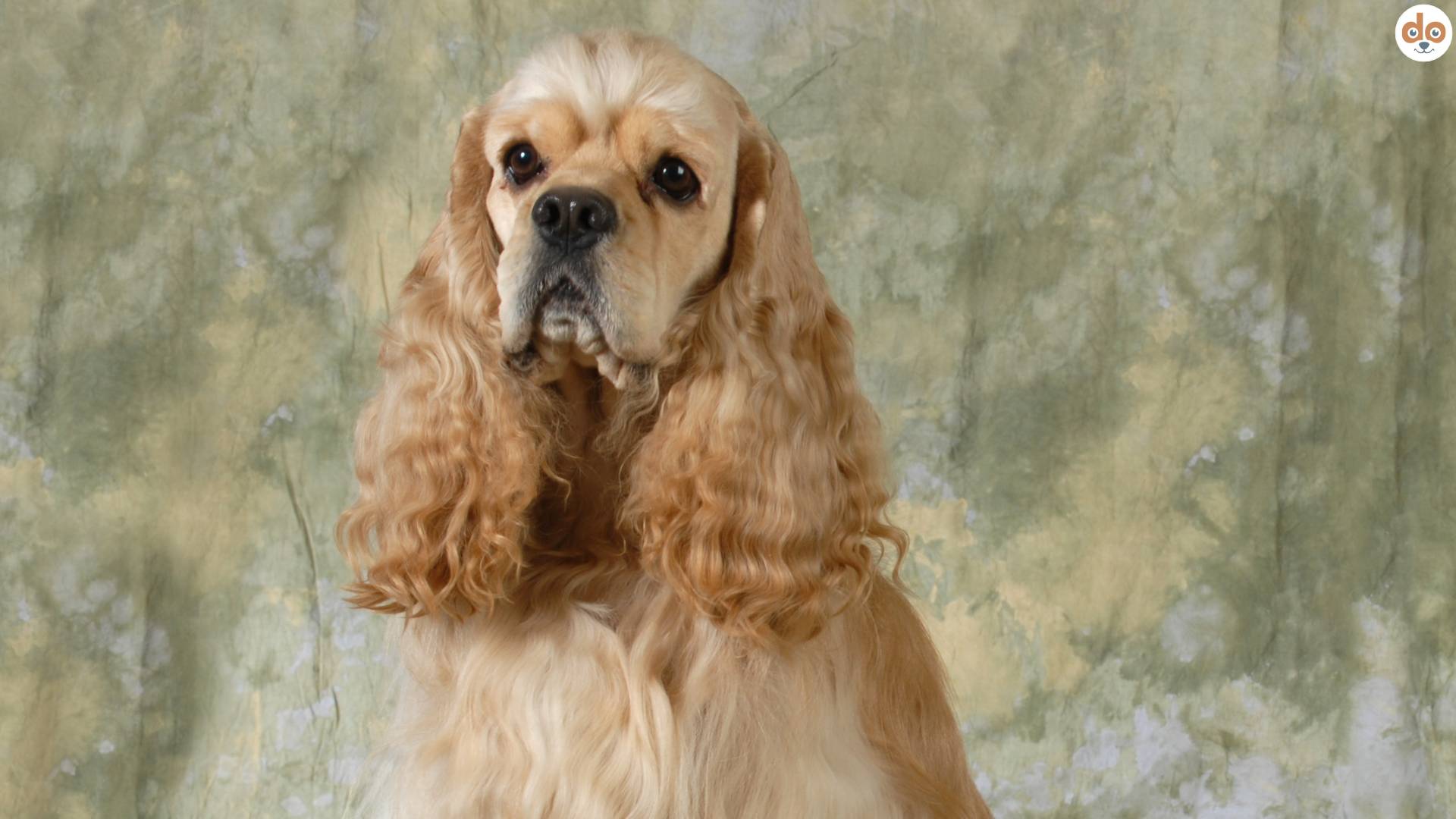 American Cocker Spaniel Kopf