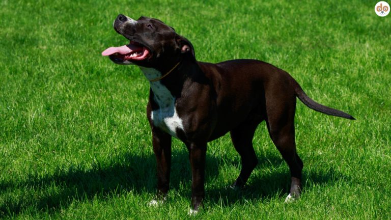 American Pitbull Terrier in Wiese