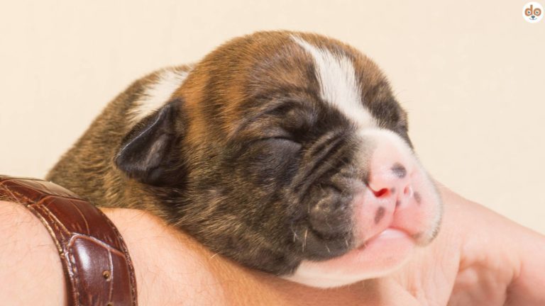 American Pitbull Terrier Baby Welpe