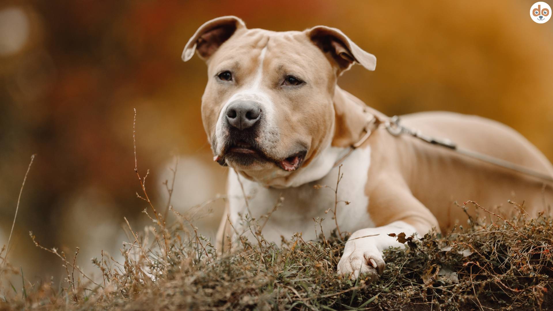 American Staffordshire Terrier liegt aufmerksam im Gras