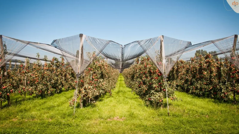 Apfel