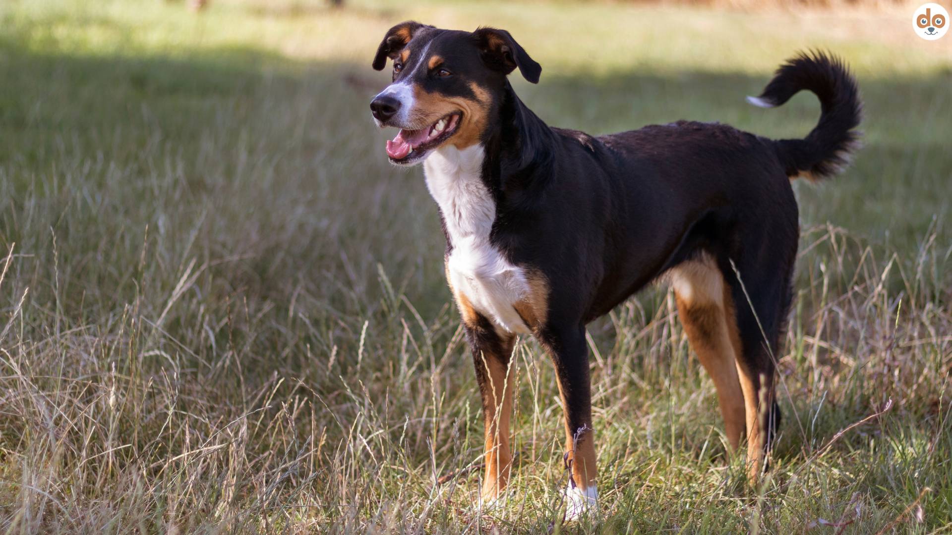 Appenzeller Sennenhund steht in Wiese