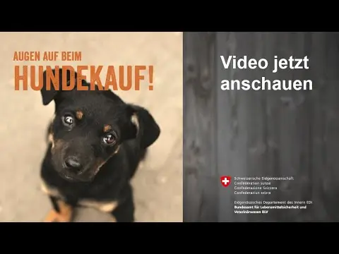 Wie kann ich einen verantwortungsbewussten Züchter erkennen und warum ist dies wichtig?