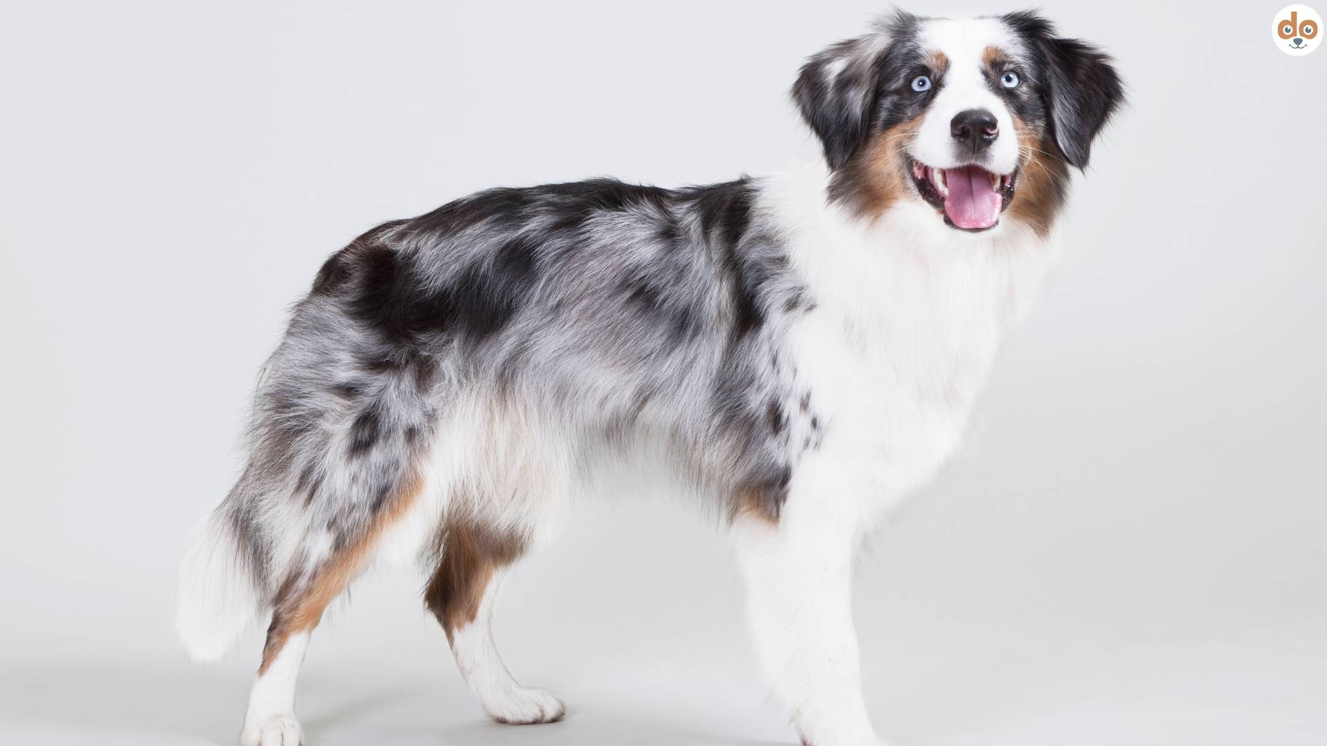 Australian Shepherd blue Merle Shooting