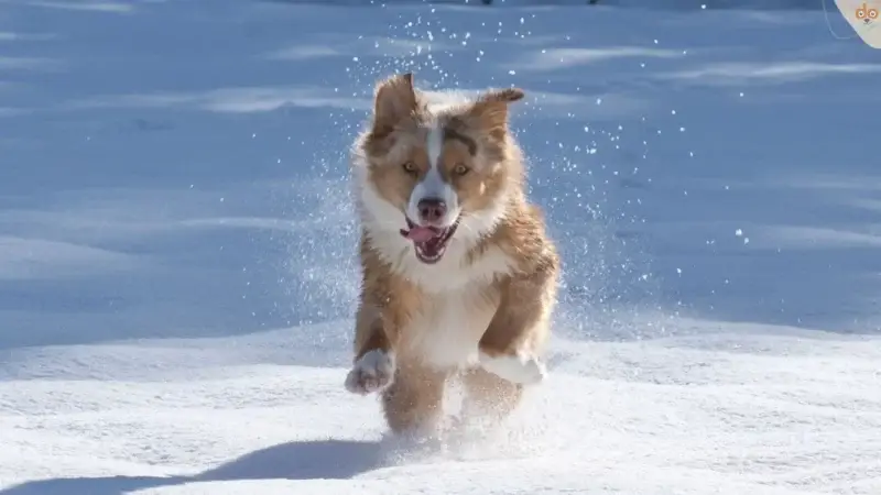 Schnee, für Hunde paradiesisch, doch mit Vorsicht zu genießen