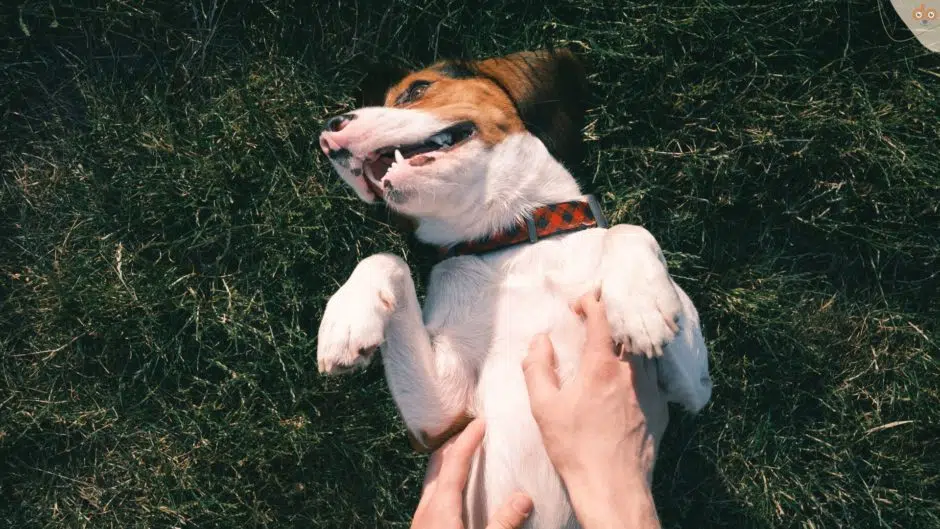 Bauchschmerzen beim Hund, Hände streicheln Bauch eines Beagles, der auf Gras liegt