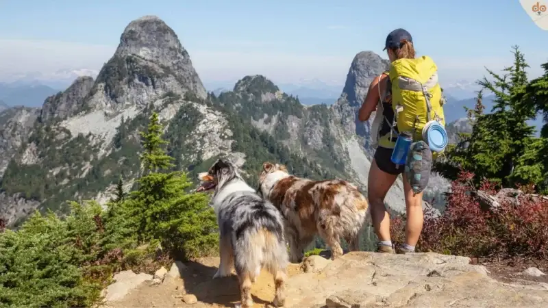 Bergurlaub mit Hund – Das perfekte Abenteuer für Mensch und Tier