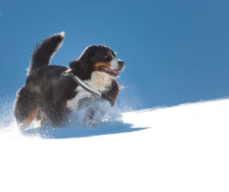 berner-sennenhund-rennt-in-schnee