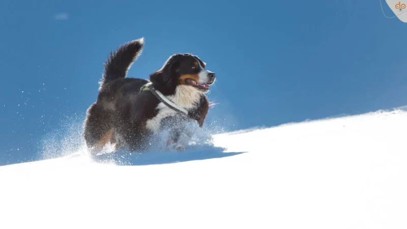 berner-sennenhund-rennt-in-schnee