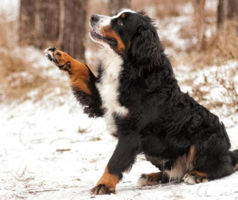 berner-sennenhund-schnee-hebt-pfote