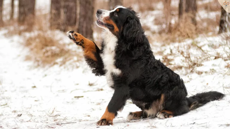 berner-sennenhund-schnee-hebt-pfote