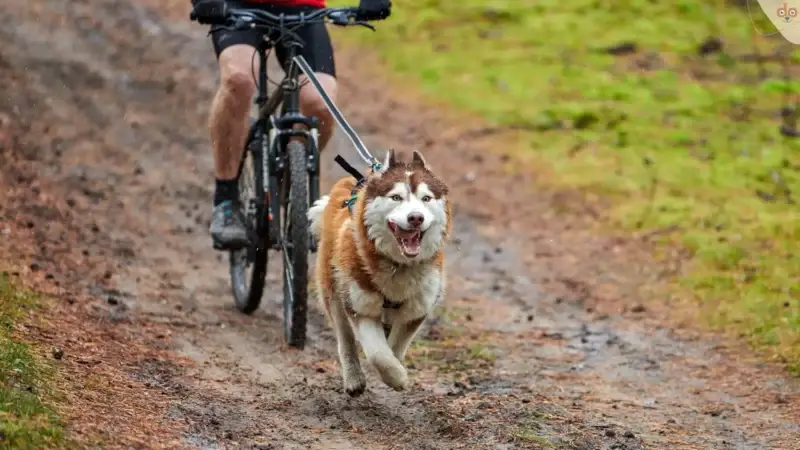 Basiswissen zu Bikejöring