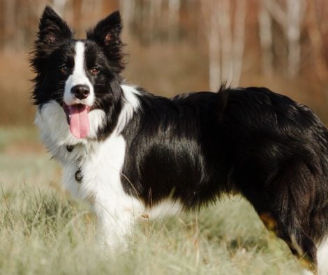 border-collie-1920x1080-