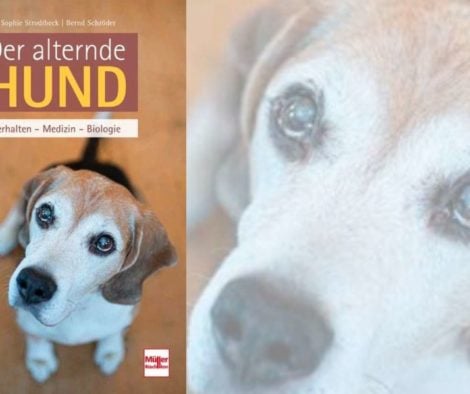 buchempfehlung-der-alternde-hund