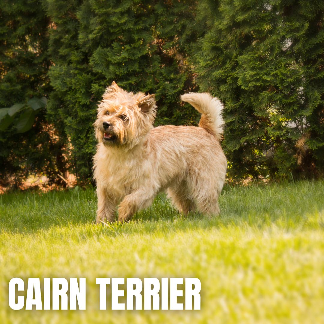 Cairn Terrier