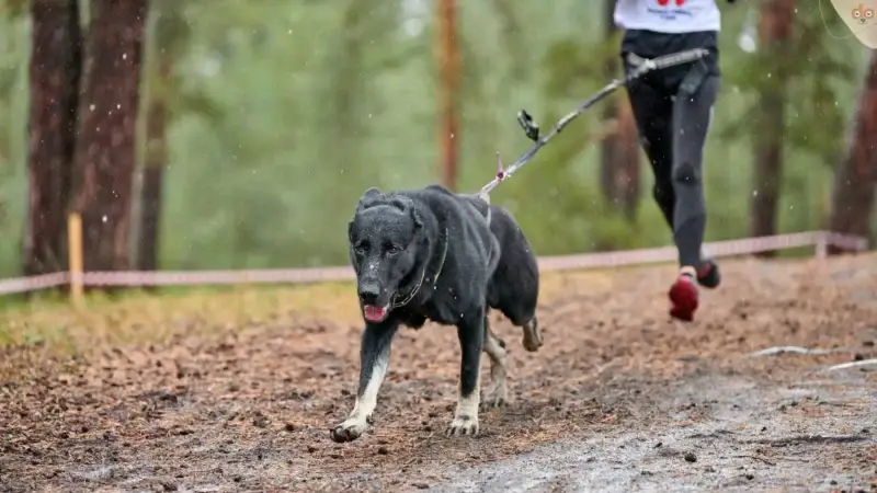 Basiswissen zu Canicross