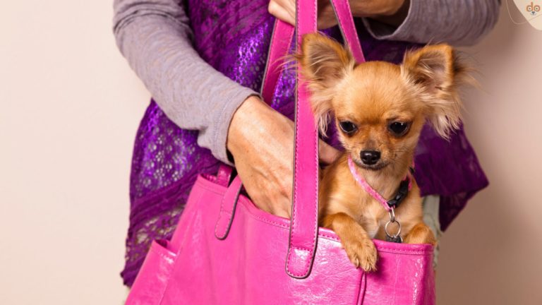 chihuahua-in-handtasche