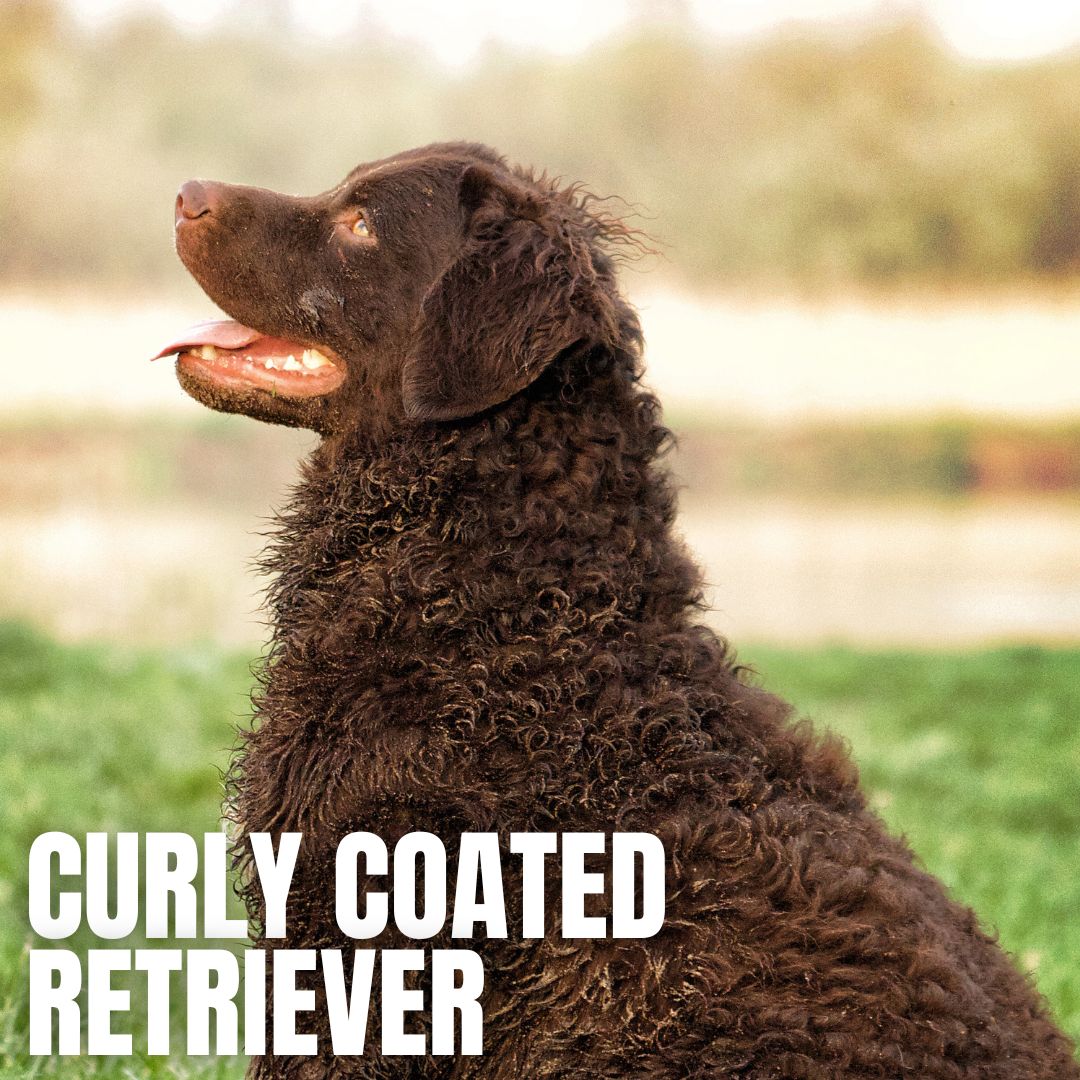 Curly Coated Retriever