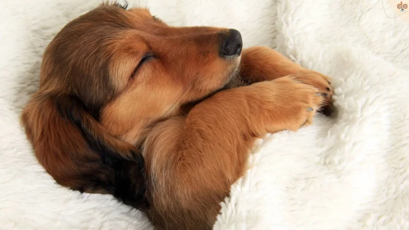 Hund kaufen – Was vor dem Kauf zu bedenken ist