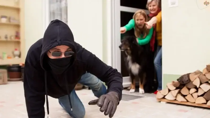 Dein Wachhund in der Weihnachtszeit, die Einbruchszeit
