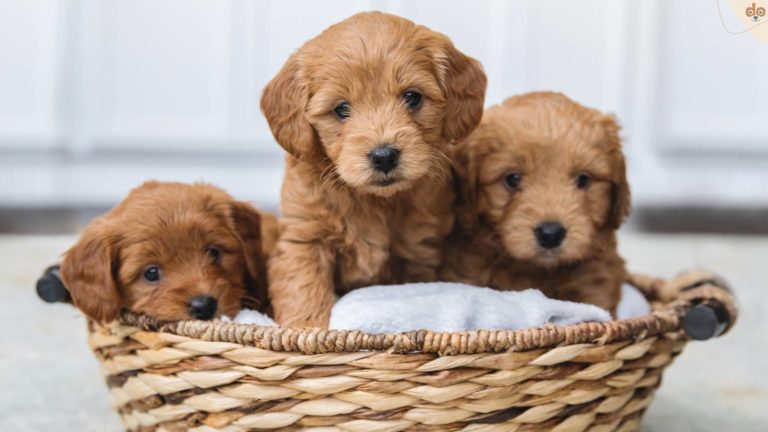 golden-doodle-welpen-im-korb