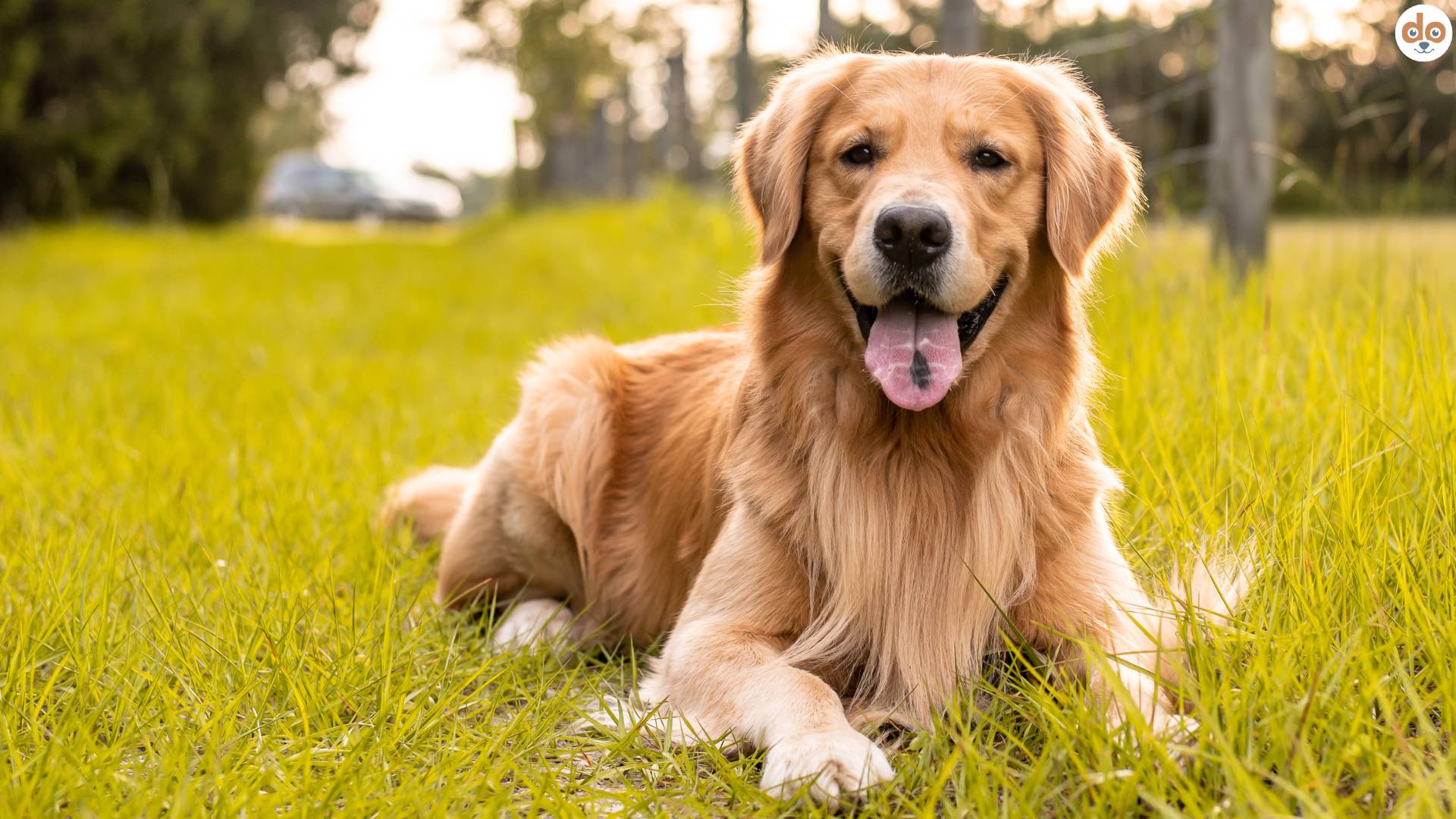 Golden Retriever liegt in Wiese
