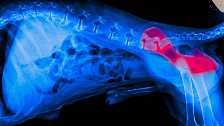 hueftdysplasie-hund-seite