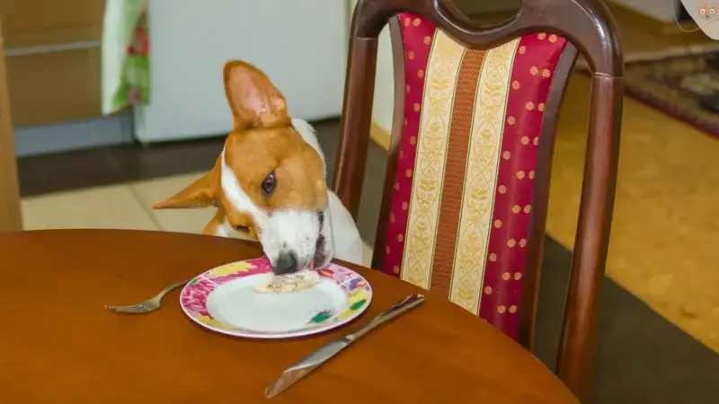 Wenn der Hund klaut: Von diebischen Elstern unter unseren Hunden