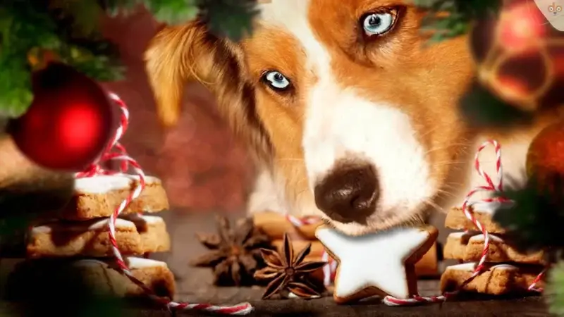 Weihnachtszeit – Achtung, Vergiftungsgefahr für Hunde!