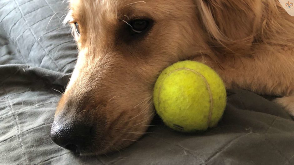hund-kopf-neben-tennisball