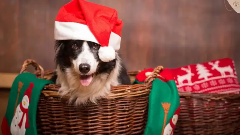 Der Samichlaus am Nikolaustag, bereite deinen Hund vor