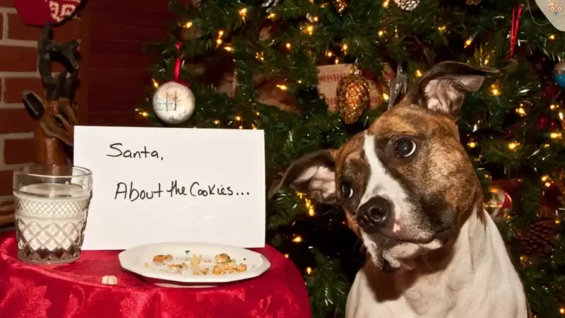 Weihnachtskekse für Hunde: Festlicher Genuss für unsere Lieblinge