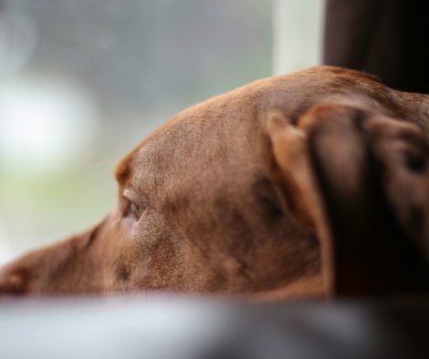 hund-schaut-gelangweilt-zum-fenster-raus-traurig