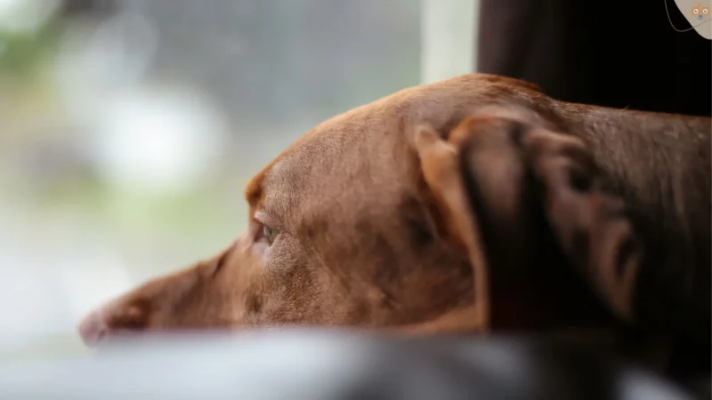 Boreout bei Hunden: Erkennen, Handeln und Folgen