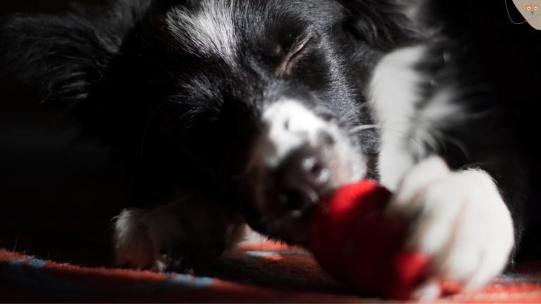 hund-schleckt-kong-genuesslich