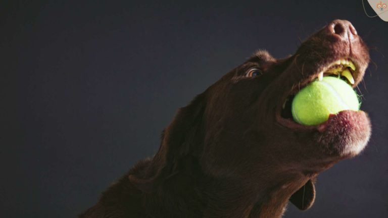 hund-tennisball-im-mund