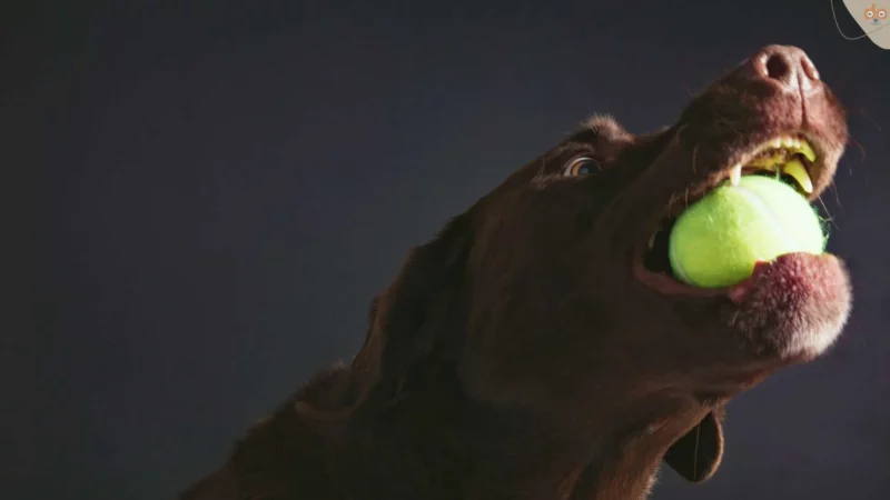 Der Tennisball: Ein Wolf im Schafspelz für die Zähne deines Hundes