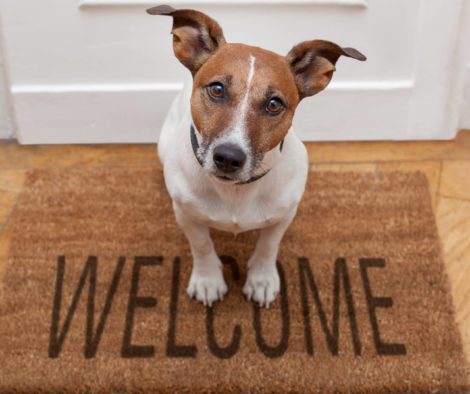 hund-willkommen-fussmatte-vor-tuer