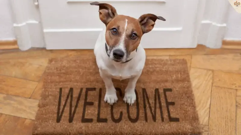 Dein Unternehmen auf rundum.dog, Zahlen Okt. 23