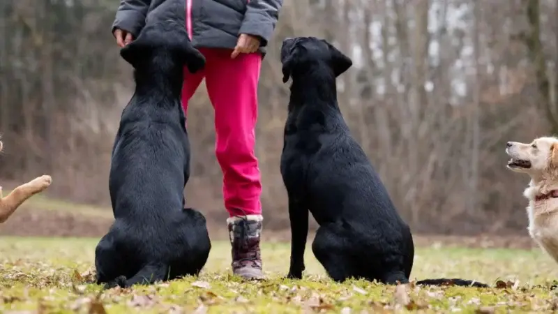 Wie alt sollte mein Hund sein, um in die Hundeschule zu gehen?