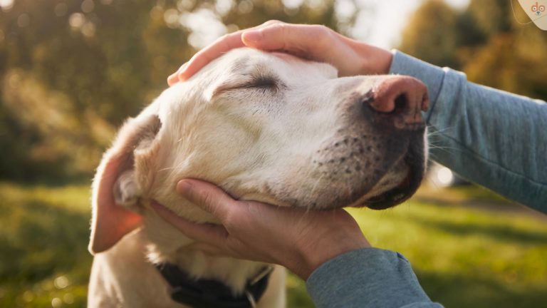 hundekopf-streicheln-er-geniesst