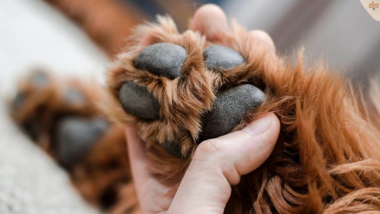 hundepfote-betrachten