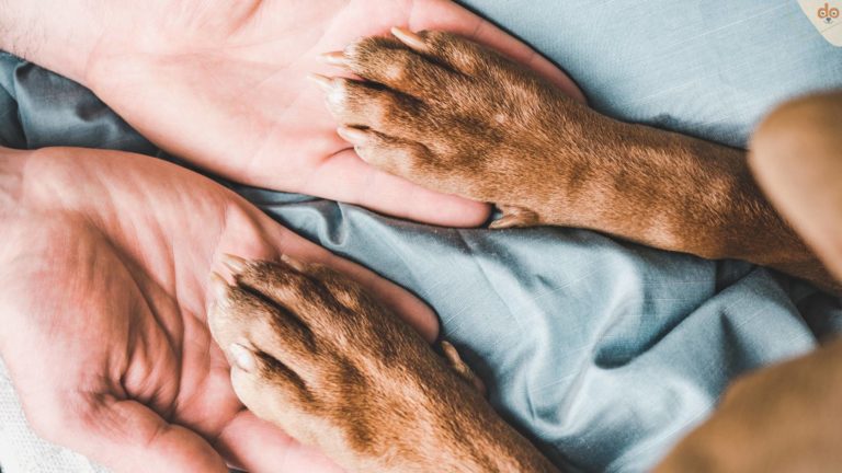 hundepfoten-in-menschenhand