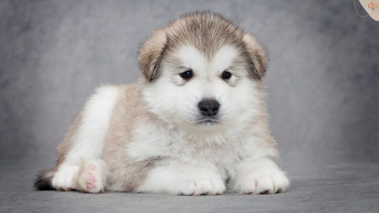 husky-welpen-foto-shooting