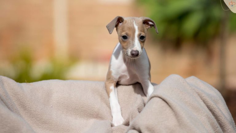 italienischer-greyhound-welpe