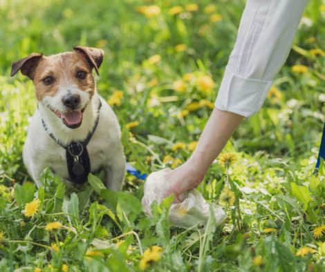 jack-russel-hunde-kot-aufsammeln