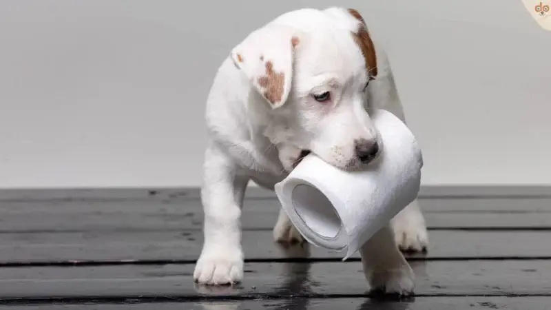 Die ersten Schritte nach dem Hundekauf: Eine Checkliste für neue Hundebesitzer