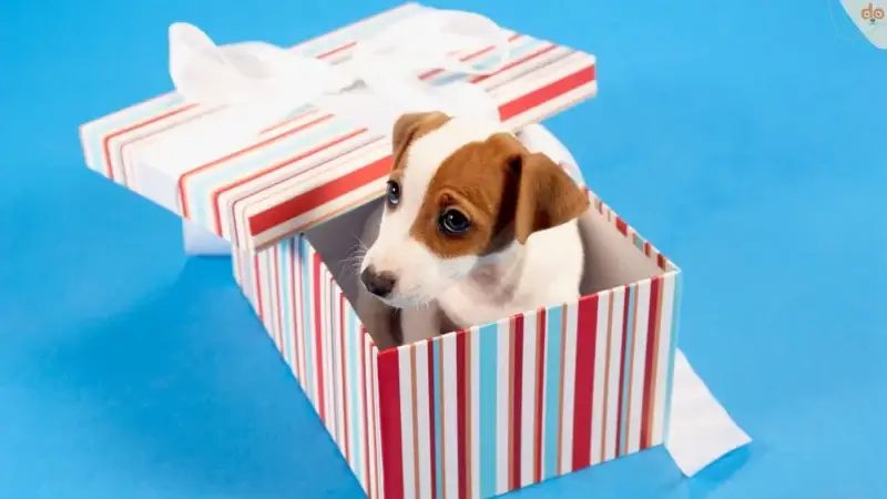 Einen Hund schenken – Was zu beachten ist