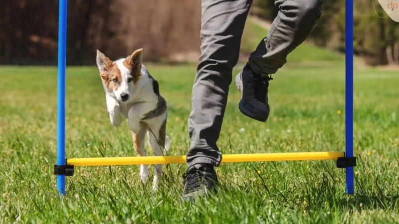 Rolle von Hundeschulen und Gruppentraining bei der Sozialisierung